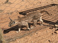 Caracals