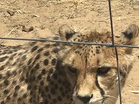 Cheeta