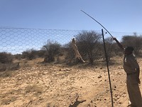Caracals springt naar voer