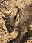Caracals
