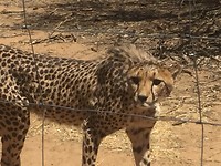 Cheeta