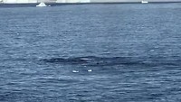 Deze nog ff delen met jullie Antarctica walvissen