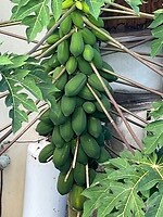 Papaya boom