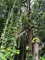 Jungle plaatje