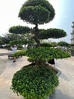 Prachtige tuin rond de pagode