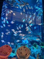 In het aquarium van de Dubai mall