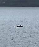 Walvis gespot