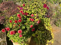 Prachtige bloemen