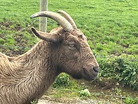 Een mooie bok langs de Greenway