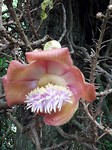 Botanische tuin - Cairns