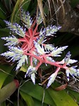 Botanische tuin - Cairns