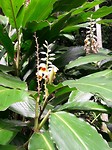 Botanische tuin - Cairns
