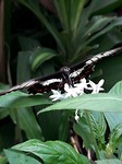 Kuranda