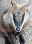 Kuranda