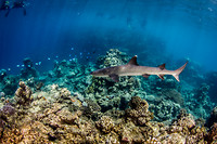Great Barrier Reef - black tip shark