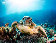 Great Barrier Reef
