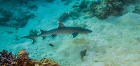 Great Barrier Reef