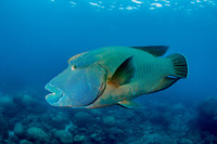 Great Barrier Reef
