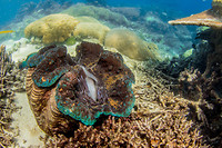 Great Barrier Reef