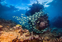 Great Barrier Reef