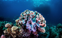 Great Barrier Reef
