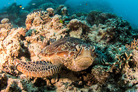 Great Barrier Reef