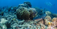 Great Barrier Reef