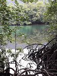 Cape Tribulation