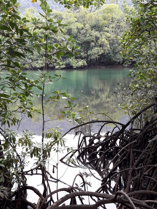 Cape Tribulation