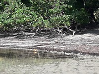 Cape Tribulation