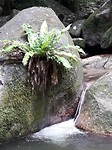 Mossman Gorge