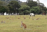 Captain Cook Highway