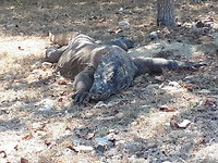 De Komodo dragon