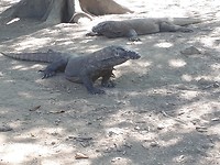 De Komodo dragon