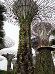 Gardens by the bay