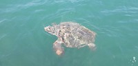 Prachtige schildpad
