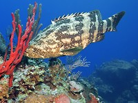 Goliath Grouper