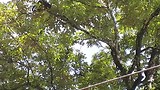 Apen in Cahuita National Park