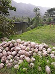 Raiatea