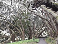 Bizarre bomen