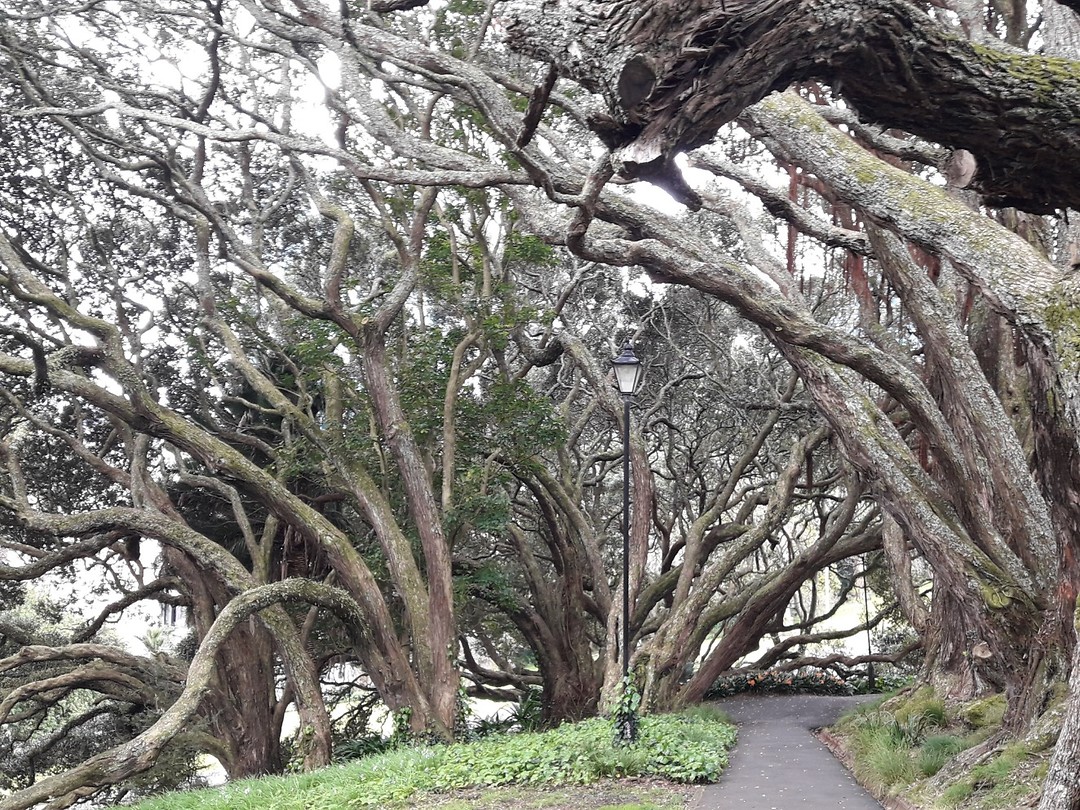 Bizarre bomen