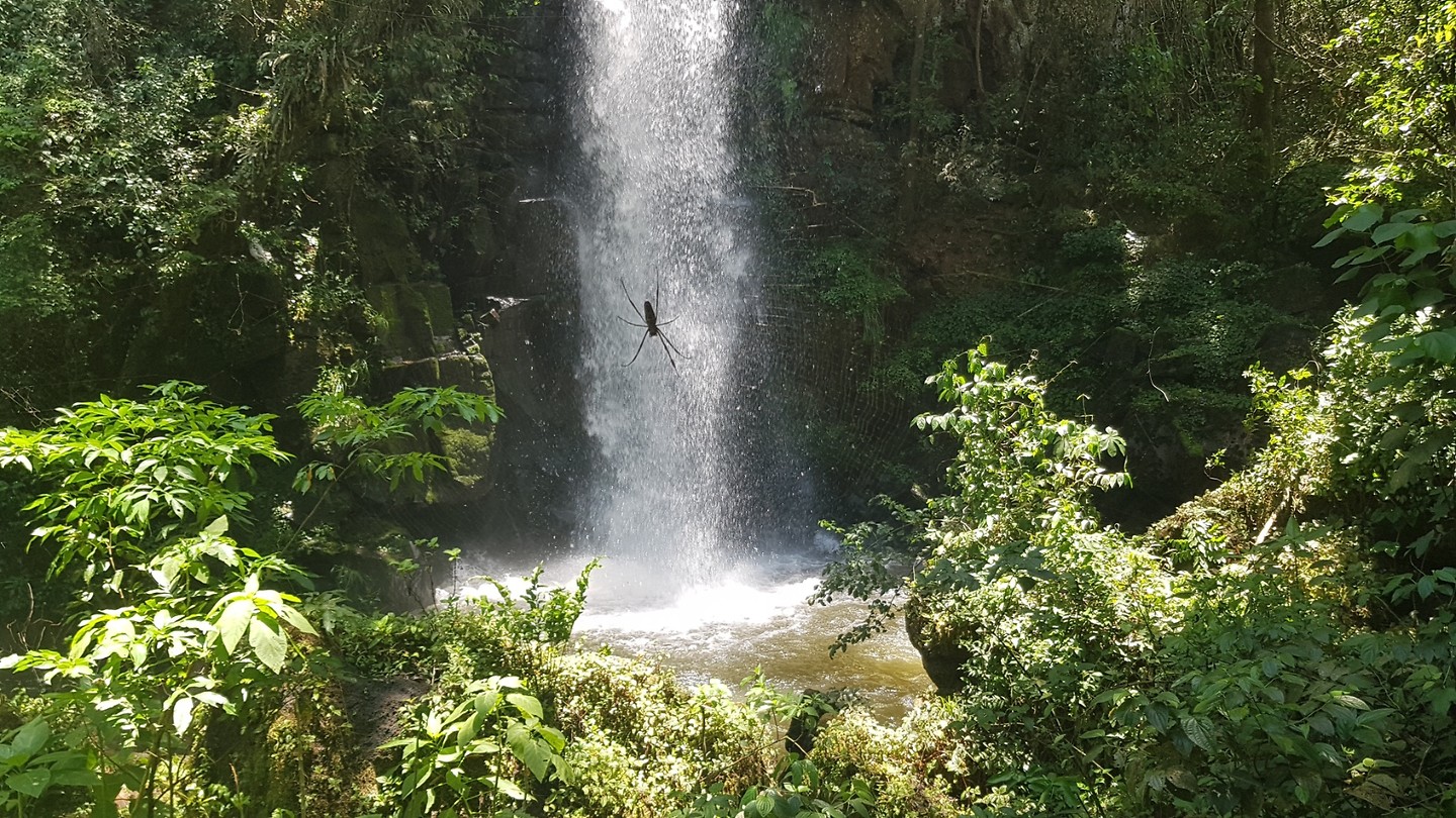 Iguazu