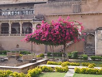 Bougainvillea in het Fort