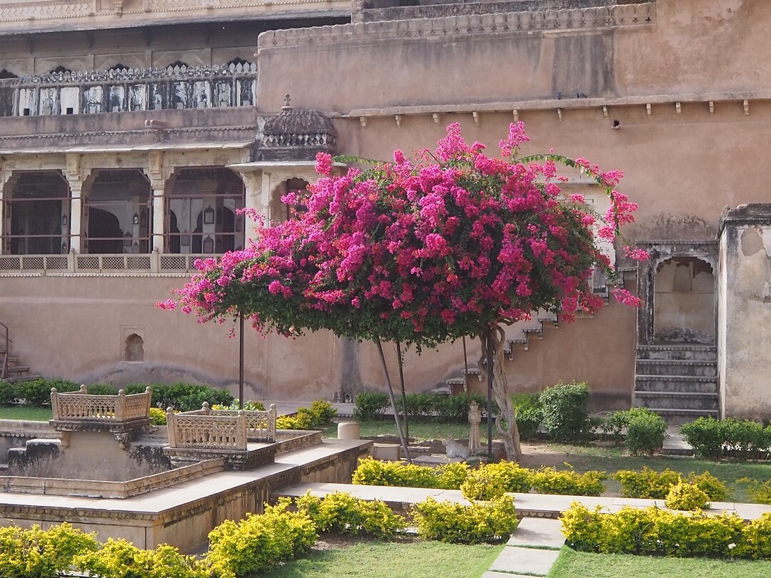 Bougainvillea in het Fort