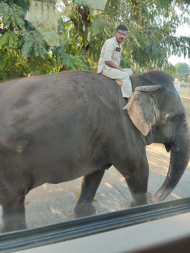 Olifant