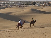 Kamelen in Sam Dunes