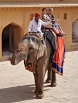 Olifant