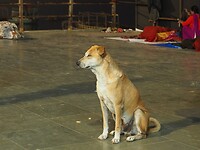 Hond