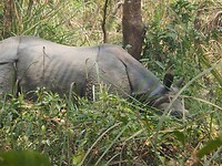Neushoorn vrouwtje