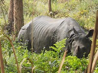 Neushoorn mannetje